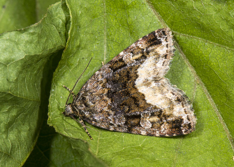 3 Noctuidae